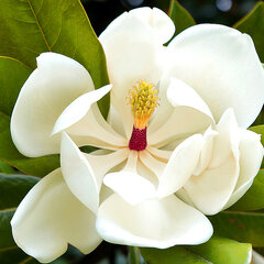 8243807_magnolia_grandiflora_01