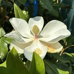8243807_magnolia_grandiflora_04