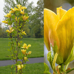 9234029_magnolia_judy_zuk_03