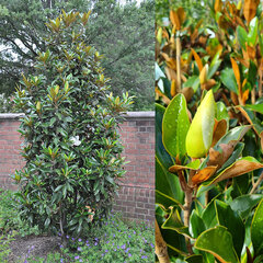 3254192_magnolia_little_gem_01