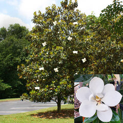 3254192_magnolia_little_gem_03