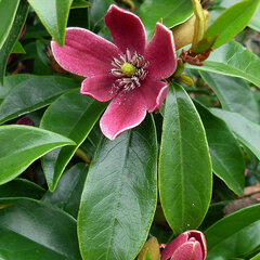 3254569_magnolia_stellar_ruby_05