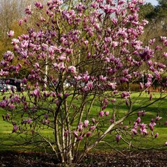 8242774_magnolia_susan_01