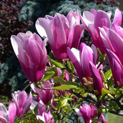 8242774_magnolia_susan_02