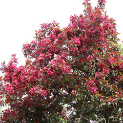 3223417_malus_liset_01