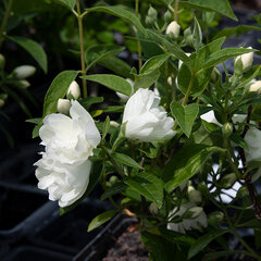 2233111_philadelphus_little_white_love_01