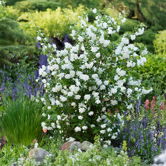 9254833_philadelphus_pearls_of_perfume_02