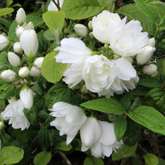 9223418_philadelphus_snowbelle_01