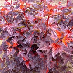 4223394_physocarpus_andre_01