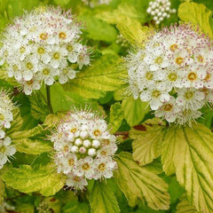 05202038_physocarpus_annys_gold_01
