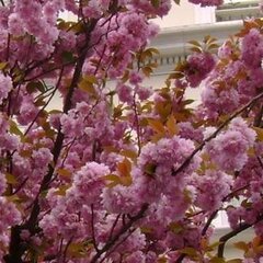 3212778_prunus_rosea_plena_01