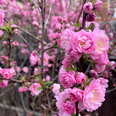 3233758_prunus_rosenmund_01