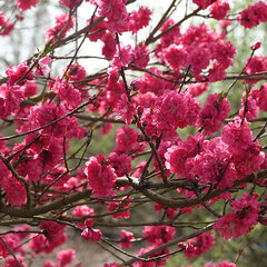3233757_prunus_taoflora_01