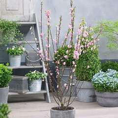 3212779_prunus_triloba_01
