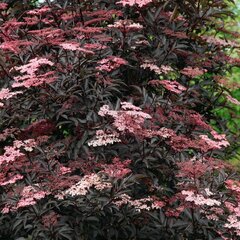 9252040_sambucus_thundercloud_01