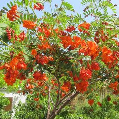 4223384_sesbania_punicea_01