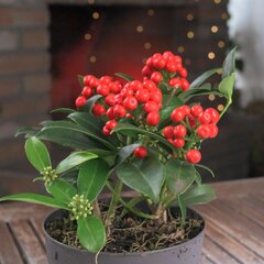 9254900_skimmia_cleopatra_02