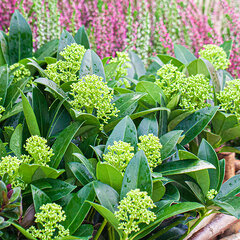 17254465_skimmia_white_globe_04