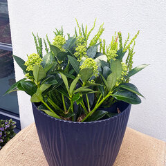 7254465_skimmia_white_globe_01