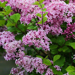 3252535_syringa_lillifee_01