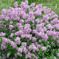 3252535_syringa_lillifee_02