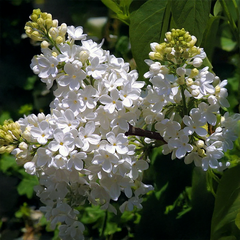 9254835_syringa_mme_lemoine_03