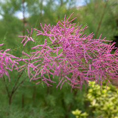3244217_tamarix_rubra_01