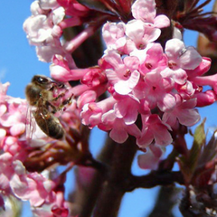 6254733_viburnum_farreri_01