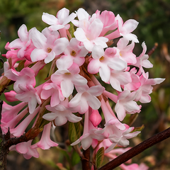 6254733_viburnum_farreri_02