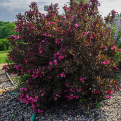 6252730_weigela_alexandra_01