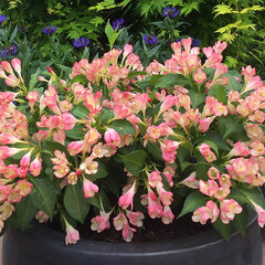 3242344_weigela_all_summer_peach_01