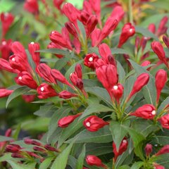 3241957_weigela_all_summer_red_01
