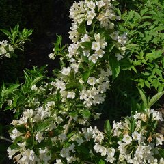 07201578_weigela_bristol_snowflake_01
