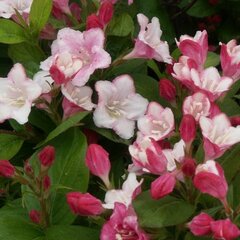 02201579_weigela_carnaval_01