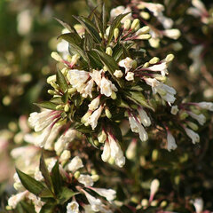 3223319_weigela_ebony_and_ivory_01