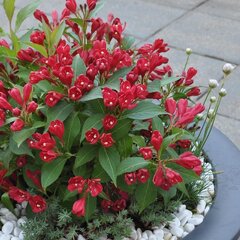 09202345_weigela_lucifer_01