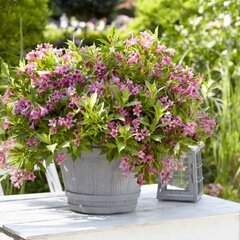 10211580_weigela_picobella_rosa_01