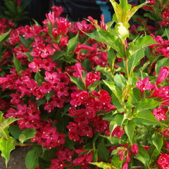 3212538_weigela_red_prince_01