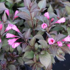 5212780_weigela_victoria_01