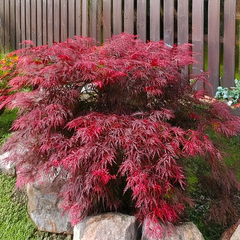 9254827_acer_garnet_01