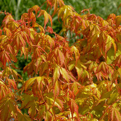 8242687_acer_katsura_01