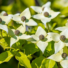 4222698_cornus_kousa_chinensis_01