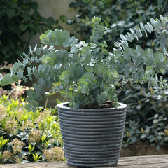 5253973_eucalyptus_baby_blue_02