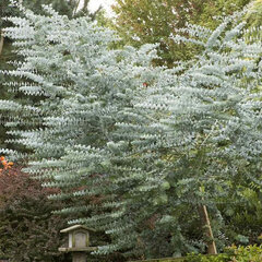 3244190_eucalyptus_cinerea_01
