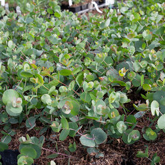 3253972_eucalyptus_silver_dolar_02