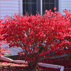 3253296_euonymus_chicago_fire_03