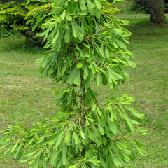 5212957_ginkgo_saratoga_01