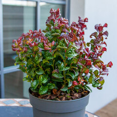 3253414_leucothoe_curly_red_04