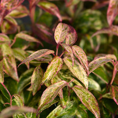 3212683_leucothoe_makijaz_01