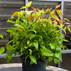 3222776_nandina_firepower_04